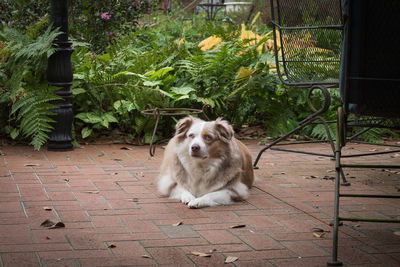 Dog sitting on footpath