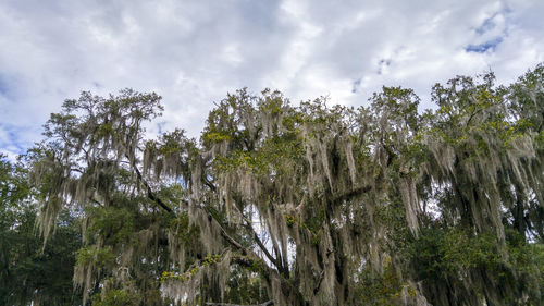 Low angle view of trees against cloudy sky