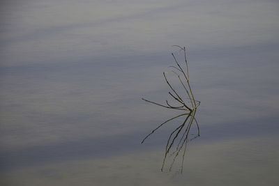 High angle view of plant by lake against sky