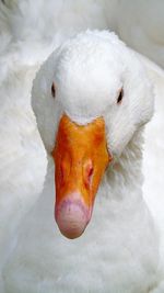 High angle view of white duck