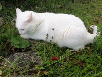 High angle view of cat lying on field