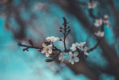 Close-up of cherry blossoms in spring