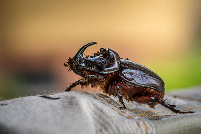 Close-up of spider