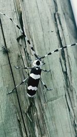 Close-up of insect perching on wood