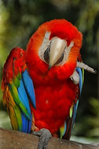 Close-up of parrot perching on branch