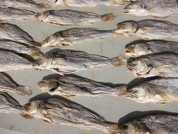 Full frame shot of dried fish