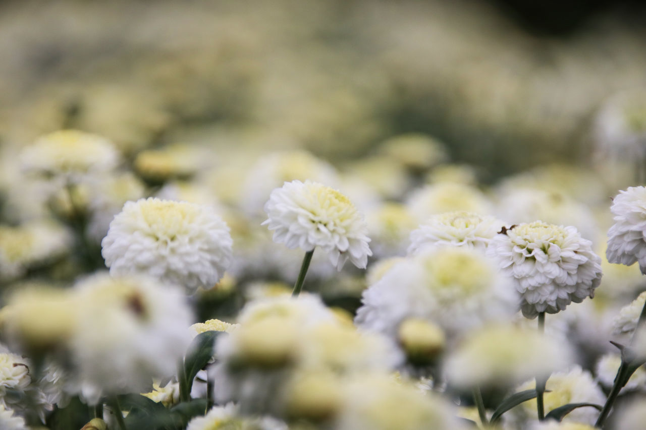 CLOSE-UP OF FLOWERS OUTDOORS