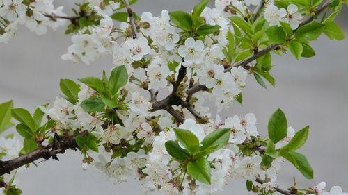 Close-up of white apple blossoms in spring