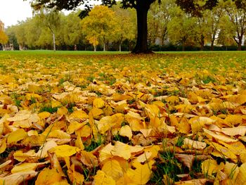 Autumn leaves on field