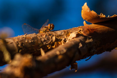 Close-up of insect on branch