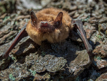 Close-up of small bat - soprano pipistrelle - perched on tree in daylight