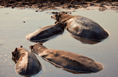 Hippopotamus