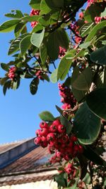 Low angle view of berries on tree against sky