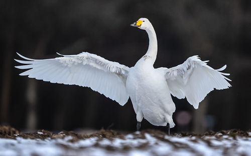 bird