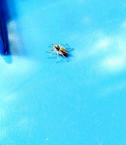 Close-up of housefly