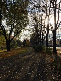 Sun shining through trees