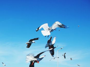 Low angle view of seagulls flying