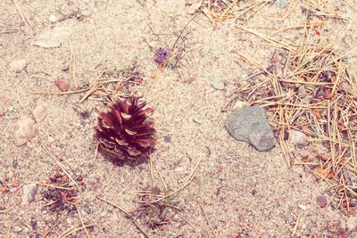 High angle view of dried plant on field