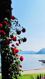 Red flowering plants by sea against sky