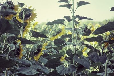 Close-up of sunflower plant