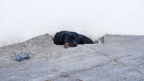 Dog on ground