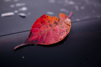 Close-up of maple leaf on wet autumn leaves