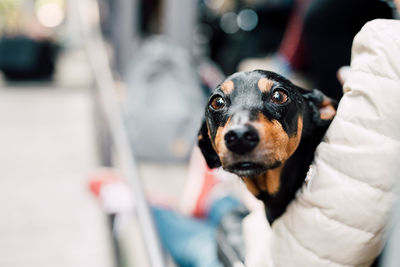 Close-up portrait of black dog