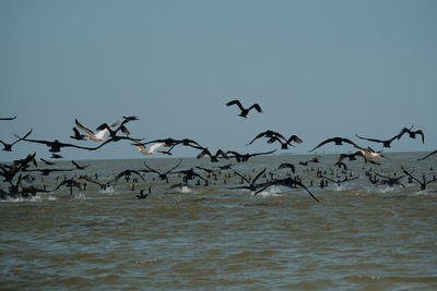 Seagulls flying over sea against clear sky