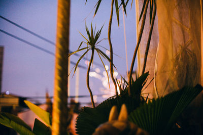 Close-up of silhouette plants against sky during sunset