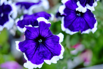 Close-up of purple flowers blooming outdoors