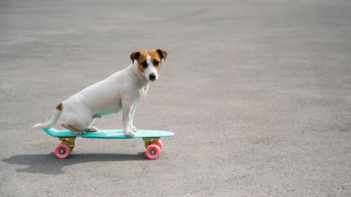 Portrait of dog skateboarding on road