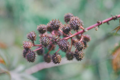 Close-up of flowering plant