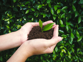 Cropped hand holding plant