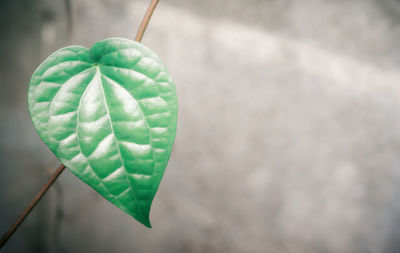 Close-up of leaf