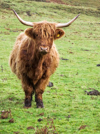 Portrait of cow standing on field