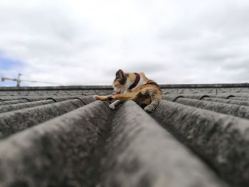 Low angle view of cat on roof against cloudy sky
