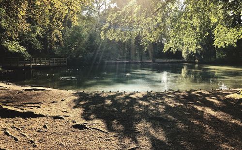 Scenic view of lake in forest