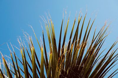 Low angle view of plants growing on field against sky