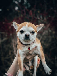 Portrait of cute dog