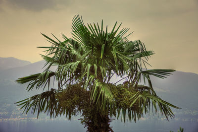 Low angle view of palm tree against sky