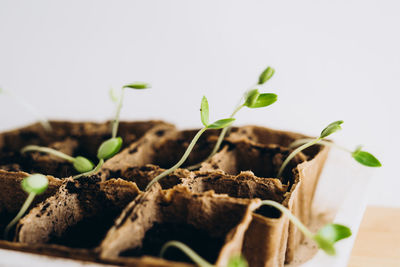 Container with cucumber seedlings. the shoots of cucumbers. green shoots in small seedling pots.