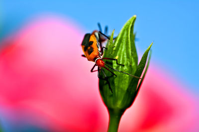 Close-up of insect on flower