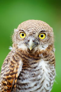 Close-up portrait of owl