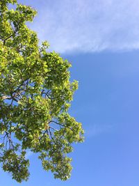 Low angle view of trees against blue sky