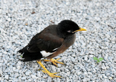 High angle view of bird on rock