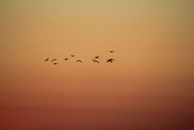 Silhouette birds flying against clear sky during sunset