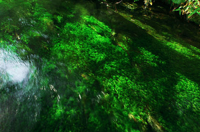 High angle view of trees growing in forest