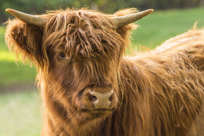 Close-up of a horse