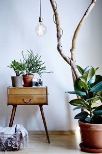 Potted plant on table at home