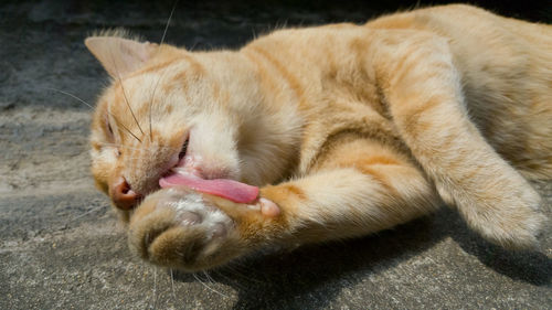 Close-up of a cat sleeping